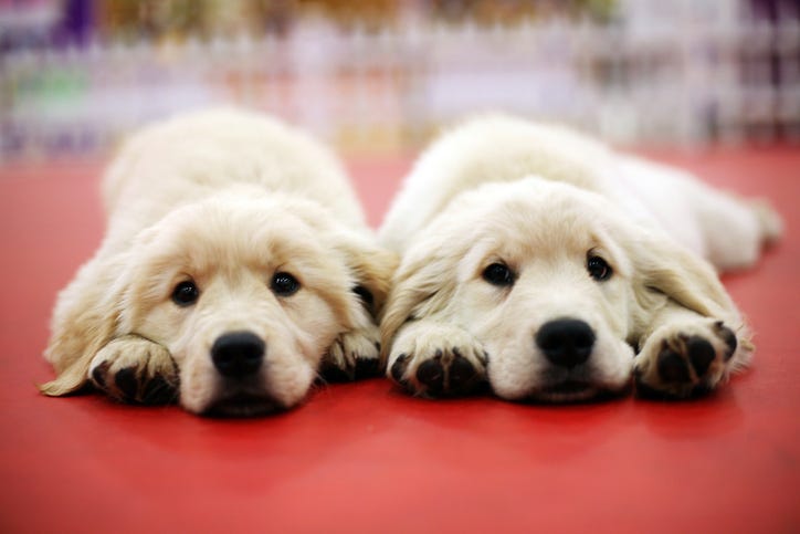 Two dogs