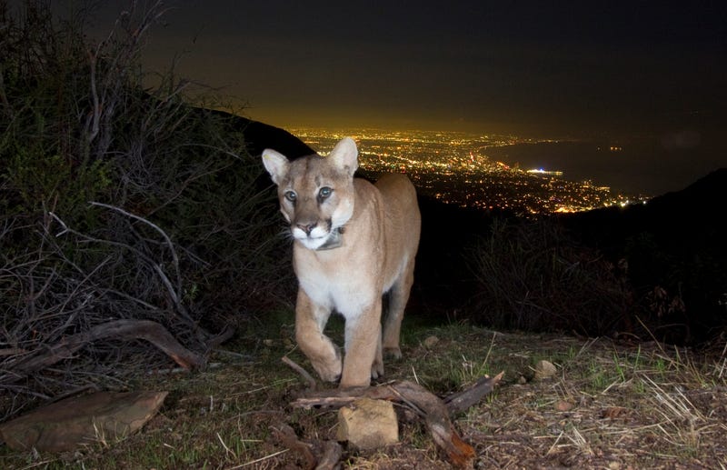 cougar
