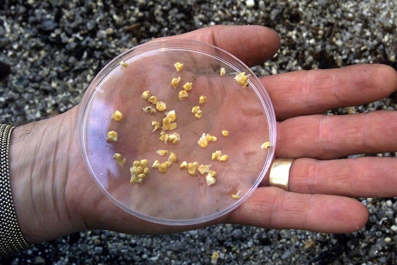 Man holding seeds in a petri dish in his hand