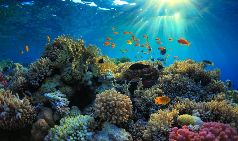 Coral reef.