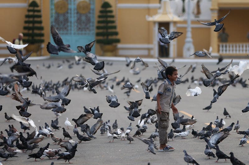 A boy plays amongst pigeons in front of the Royal Palace on October 18, 2012 in Phnom Penh, Cambodia. Cambodians continue to flock to the site to offer tributes, after the body was returned to the Royal Palace yesterday where it will lie in state for the next three months before a traditional cremation ceremony is held. The former king died of a heart attack in Beijing on Monday at the age of 89. (Photo by Chris McGrath/Getty Images)