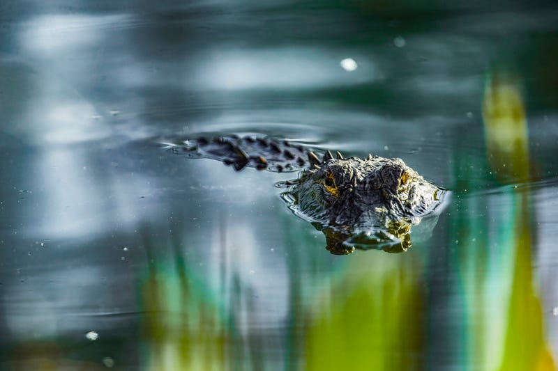 FILE PHOTO: Alligator 