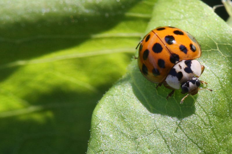 An Asian lady beetle on a leaf in Markham, Ontario, Canada, on July 3, 2023.