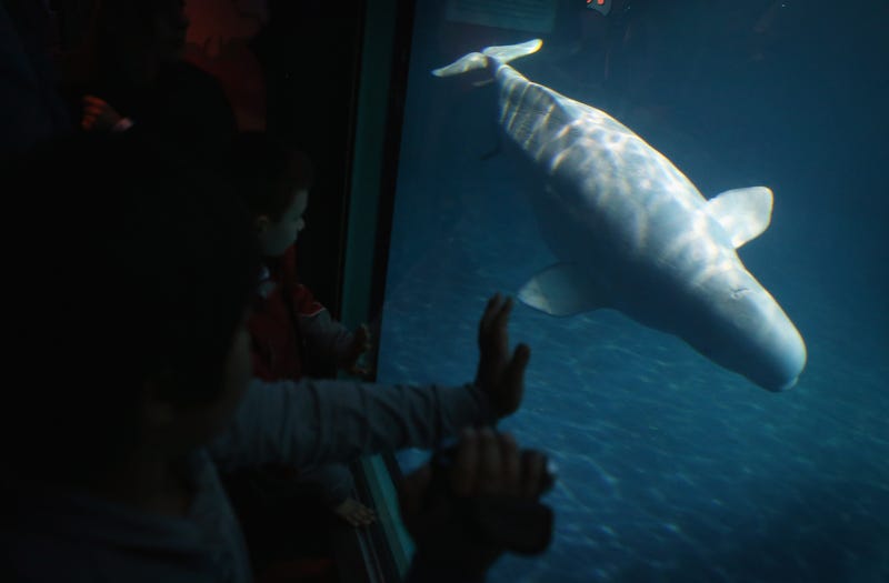 Visitors watch a beluga whale swim at the John G. Shedd Aquarium on November 20, 2012 in Chicago, Illinois. Mauyak, one of the belugas housed at the aquarium, gave birth to a calf on August 27. The Shedd Aquarium is a nonprofit organization that houses over 32,500 aquatic animals.