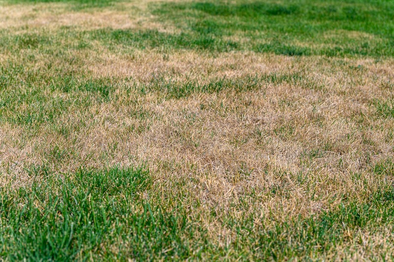 dry grass