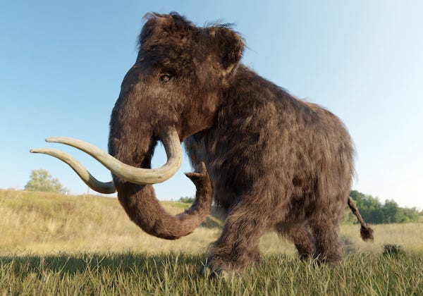 Woolly mammoth walking in a grassy field