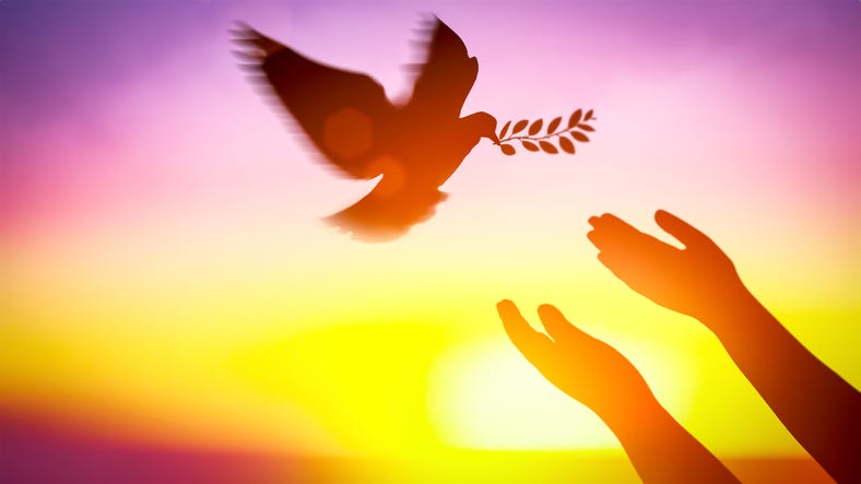 Silhouette pigeon return coming with olive branch to hands vibrant sunlight sunset sunrise background.