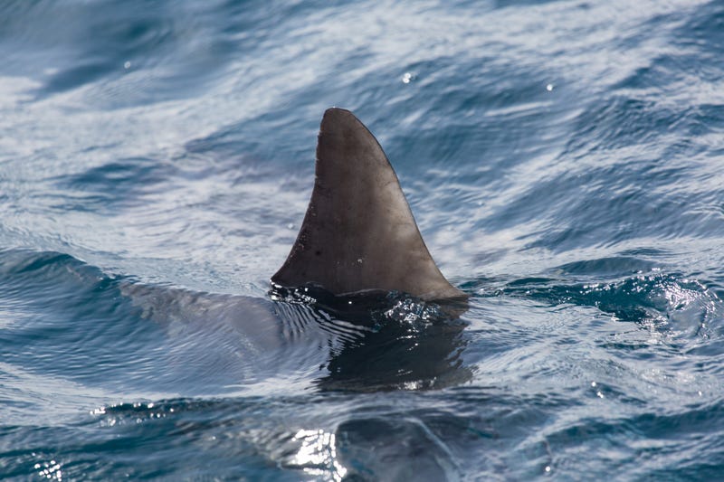 Shark's dorsal fin in the ocean. 