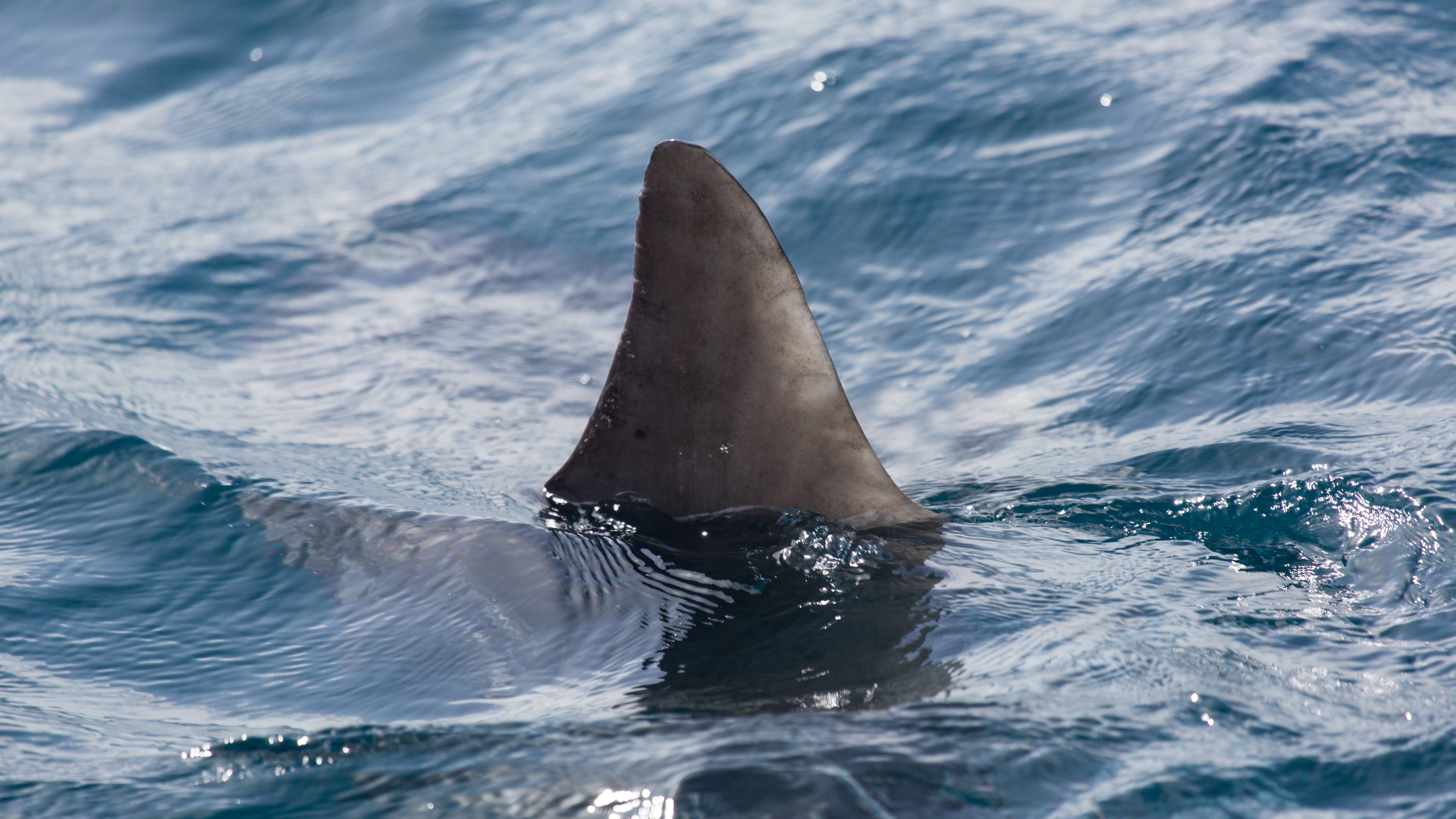 California surfer kicked at shark's head, survives attack