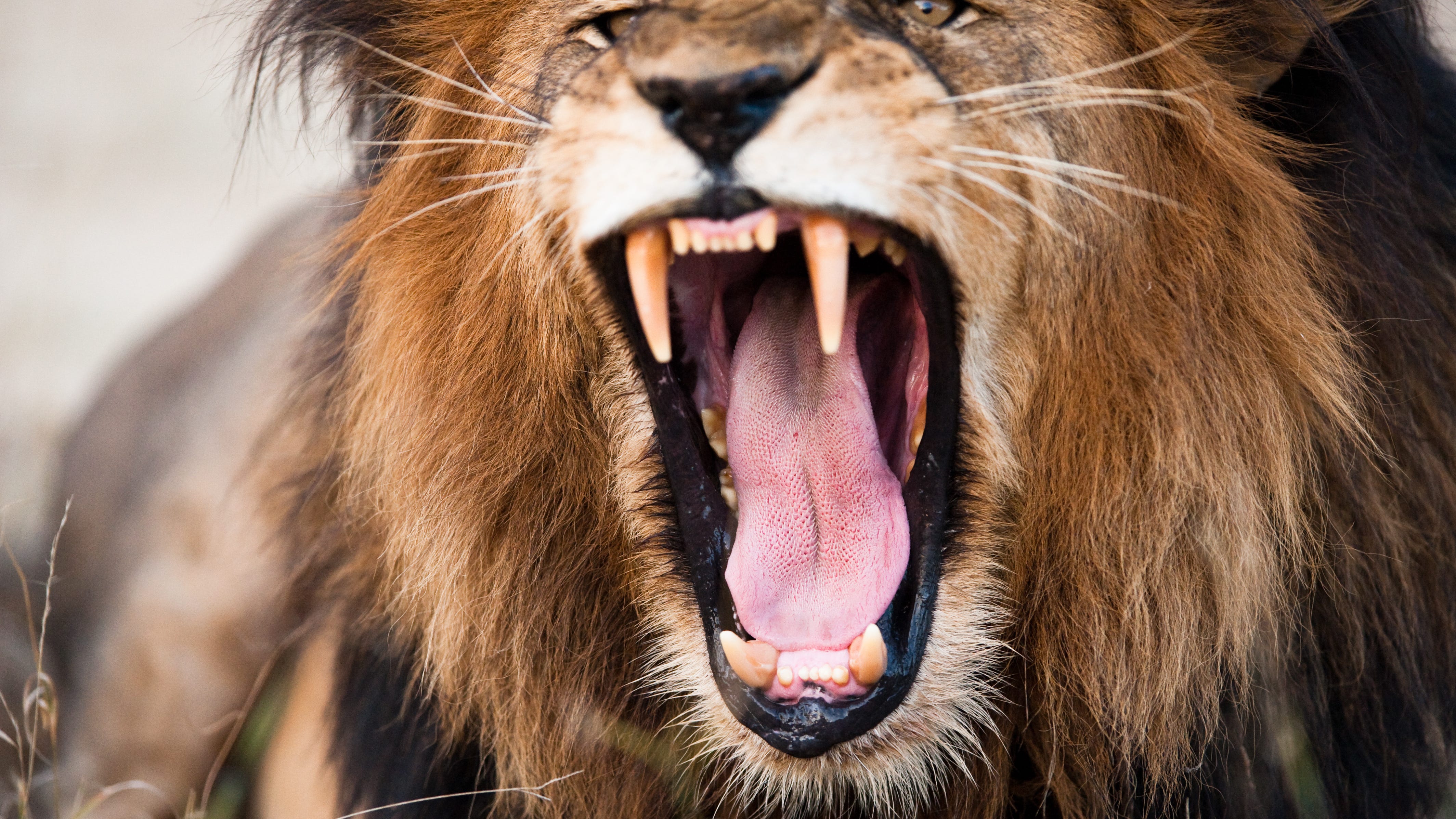 Check out video of a lion fighting a crocodile