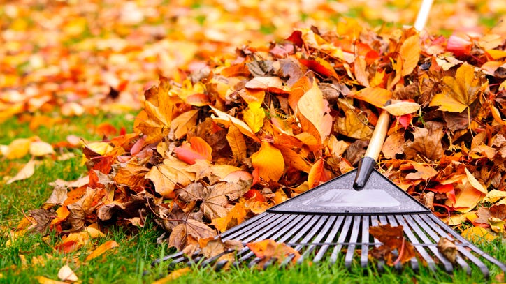 Do you need to rake leaves in the fall? Conservation group says ‘no’