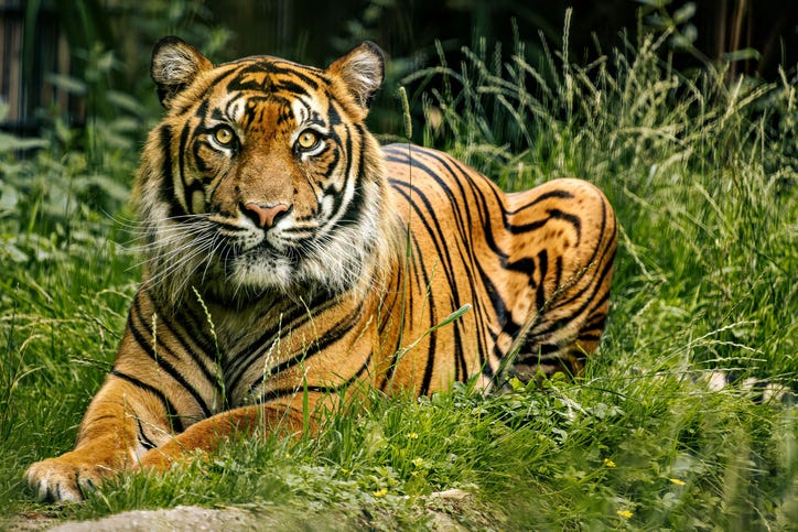 Majestic Bengal tiger lounges in lush green grass in its enclosure