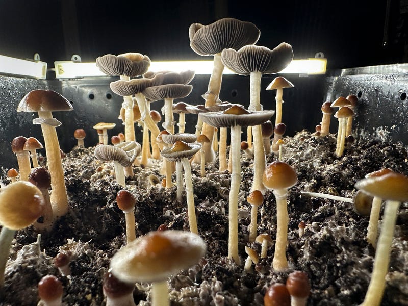 Psilocybin mushrooms stand ready for harvest in a humidified "fruiting chamber" in the basement of a private home on July 28, 2023 in Fairfield County, Connecticut. 