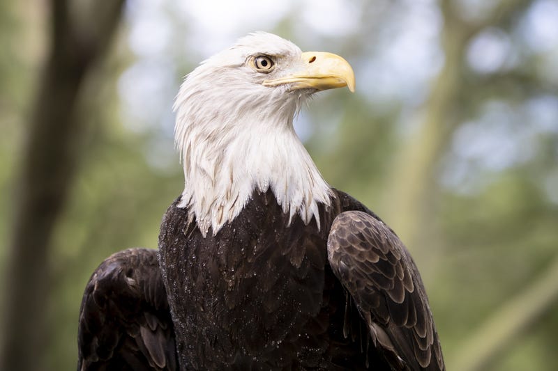 File photo: Bald eagle
