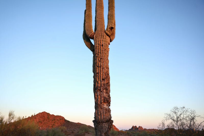 A damaged saguaro cactus stands in the Sonoran Desert on August 3, 2023 in Phoenix, Arizona.