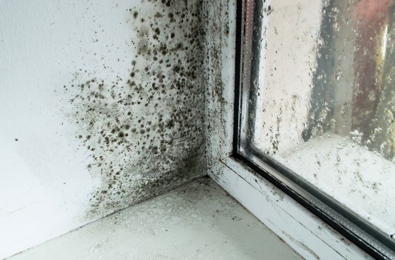 Mold