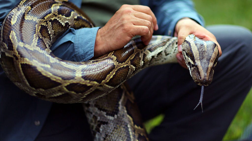 WATCH: 10-foot Burmese python found under hood of Ford Mustang in Florida
