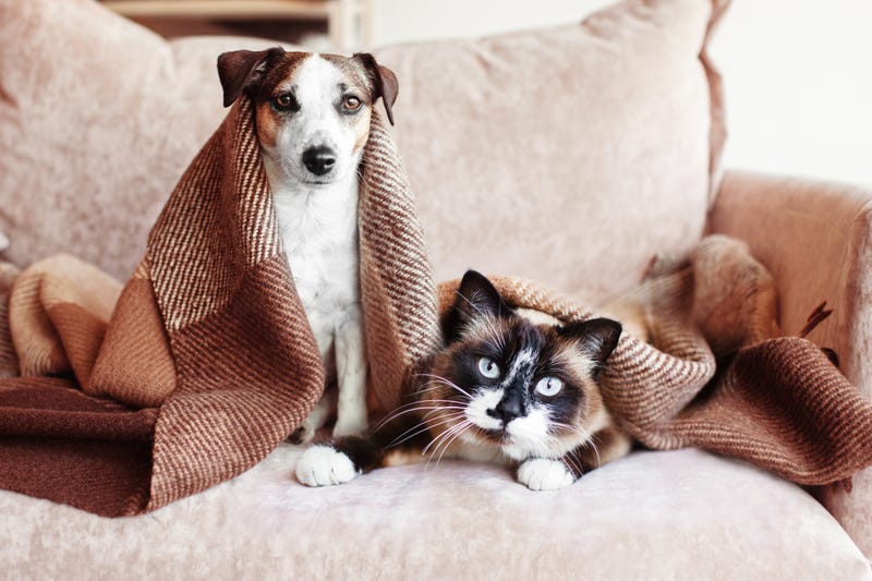 pets