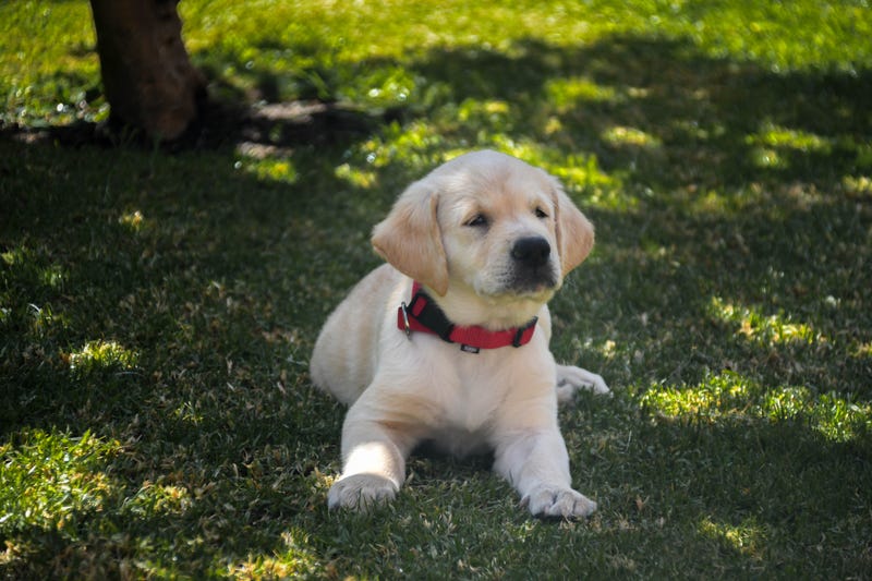 It was Puppies at the Pump day at the Holiday Gas Station in Plymouth Thursday.