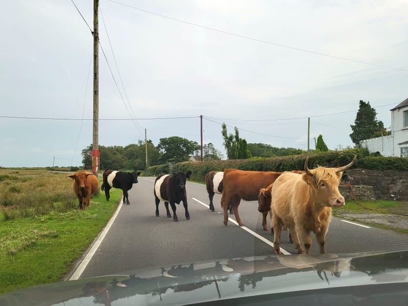 Stock image of cows in the road
