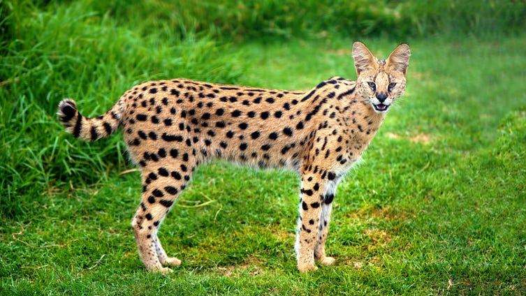 Exotic wild cat makes sweet escape from petting zoo with help from potbelly pig