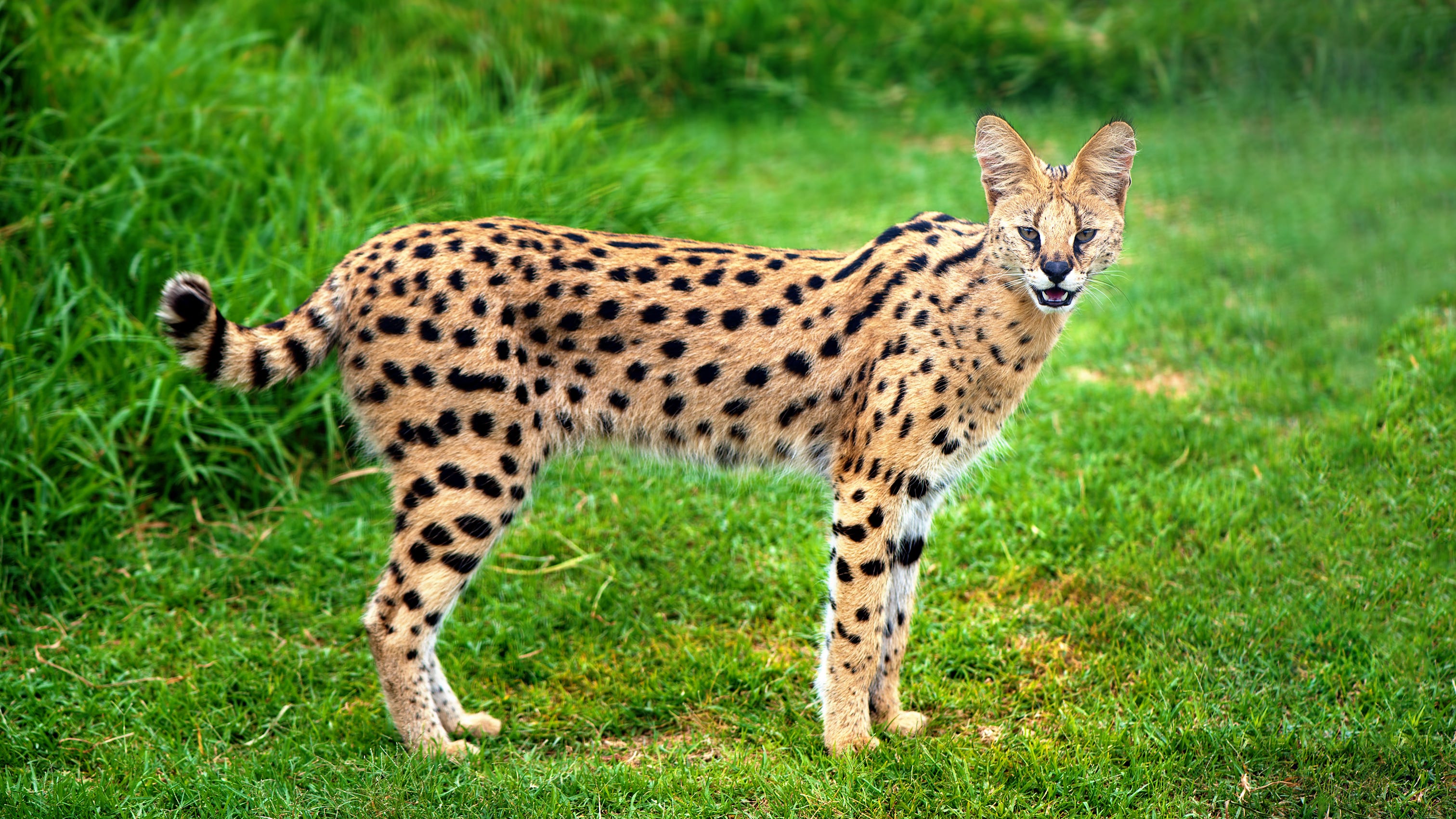 Atlanta-area woman wakes up to an African cat in her bed