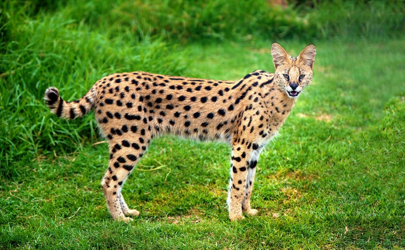 Serval cat. 