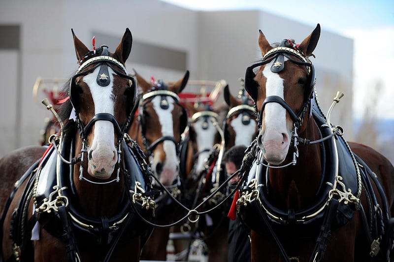 Clydesdale
