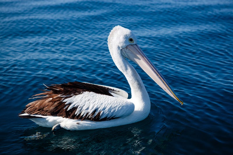 pelicans