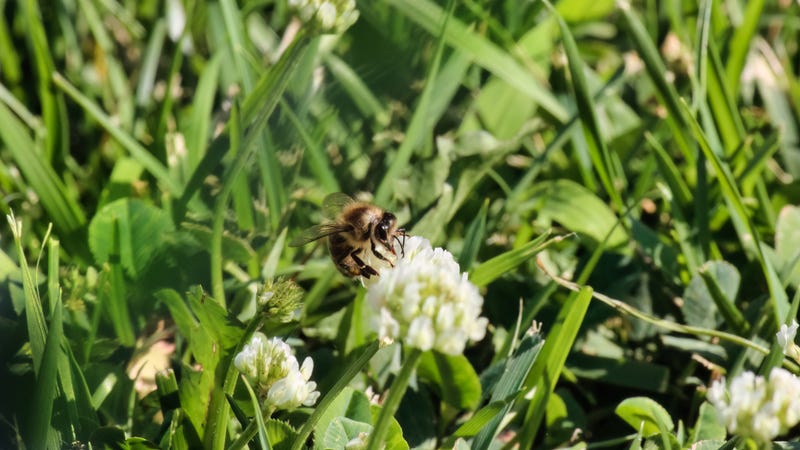 Bees, Butterflies, Pollinators, Lawn, University of Minnesota, No Mow May