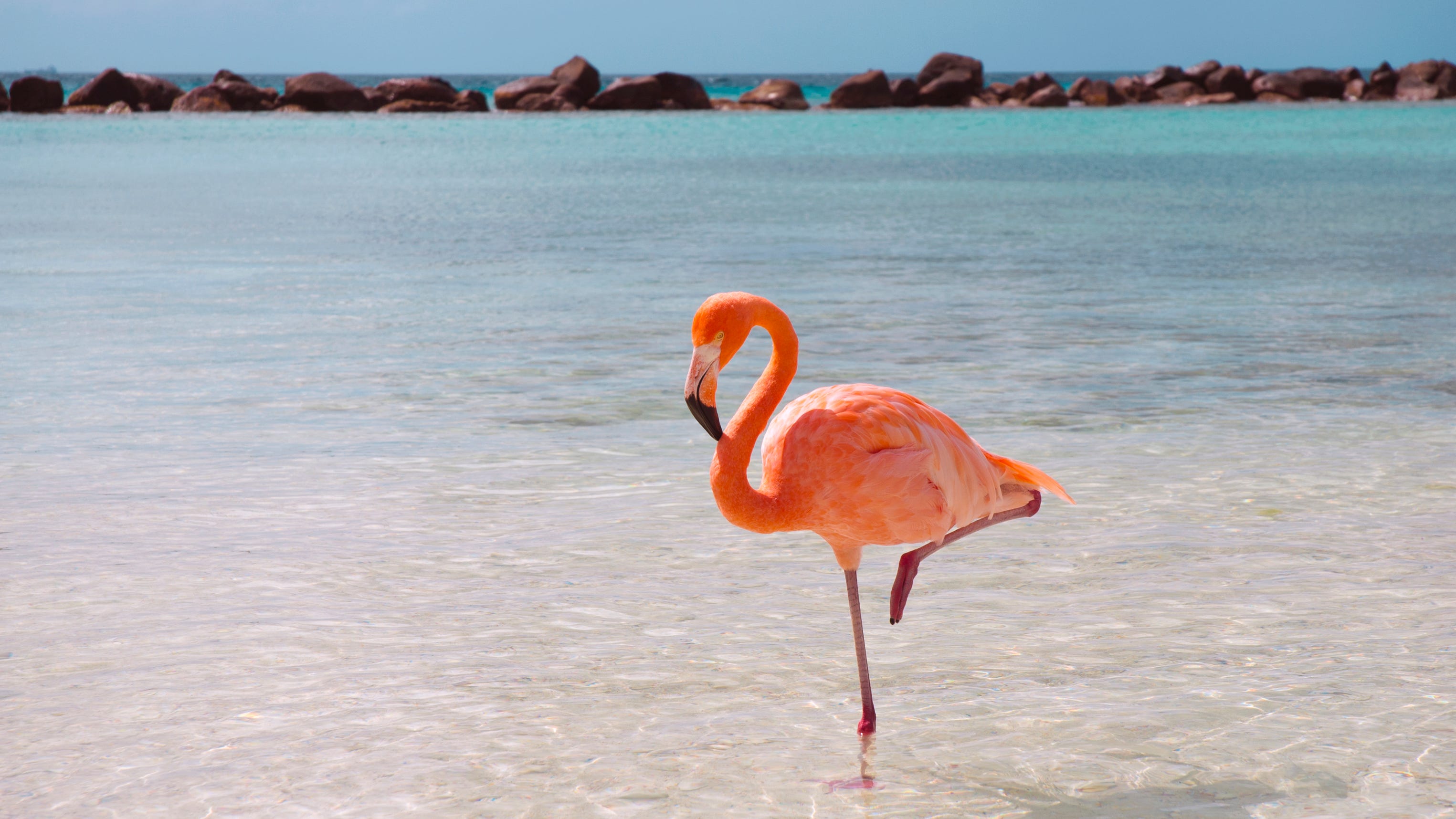 Famous Kansas Zoo fugitive flamingo sighted near Port Lavaca, Texas