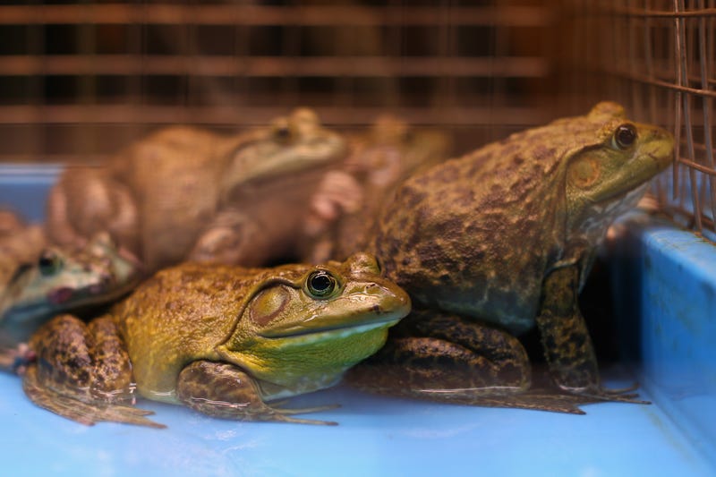 A new study from the University of Illinois Urbana-Champaign suggests the online trade in pet frogs and other amphibians may be larger –  and less transparent – than previously understood.