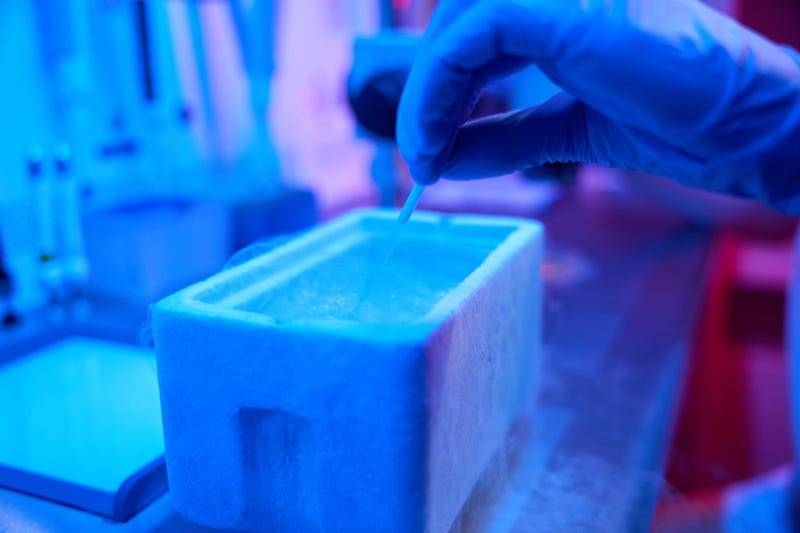 Lab worker immerses a straw with an embryo in a tank of liquid nitrogen, he uses modern equipment