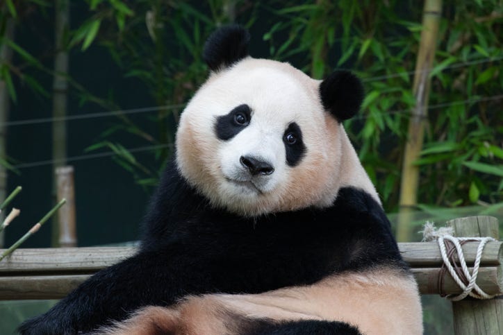 giant panda