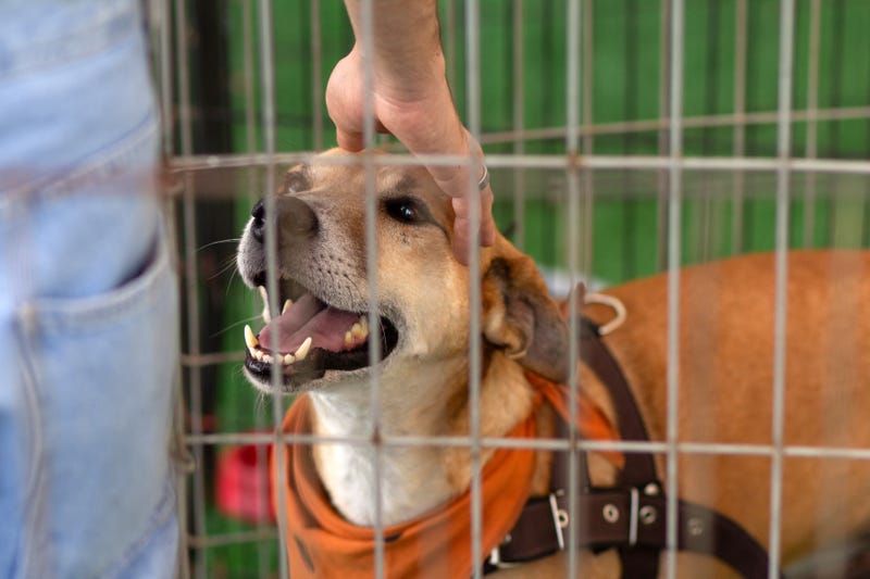 Dog waiting to be adopted