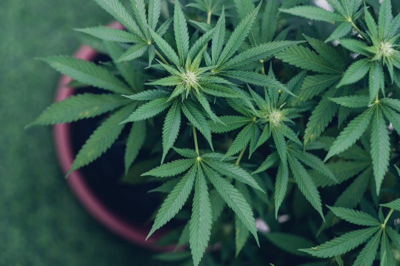 Marijuana plant