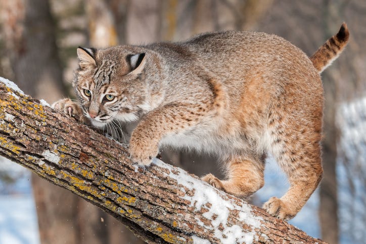 Stock image of a bobcat