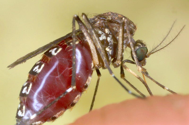 feeding mosquito