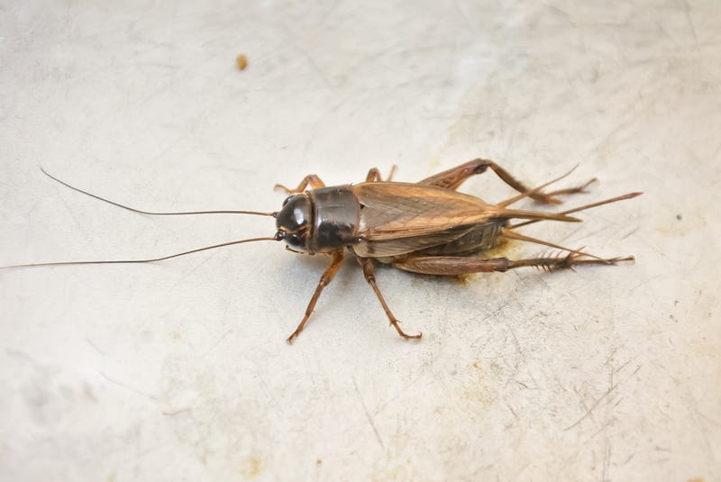 Cricket.