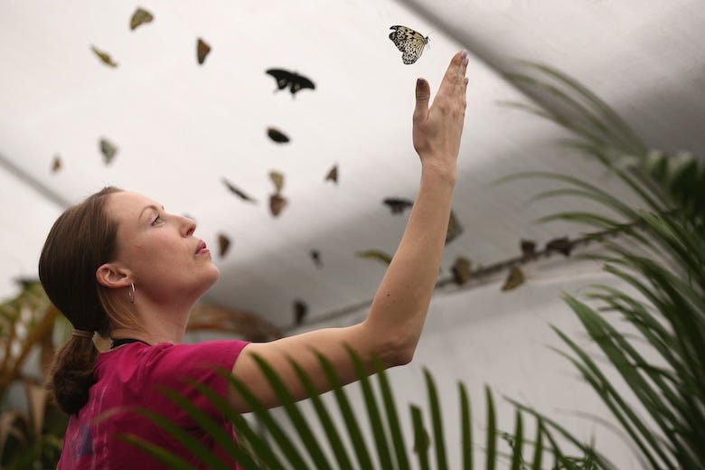A woman stands as butterflies fly about her in the 'Sensational Butterflies' exhibition at the Natural History Museum on March 25, 2013 in London, England