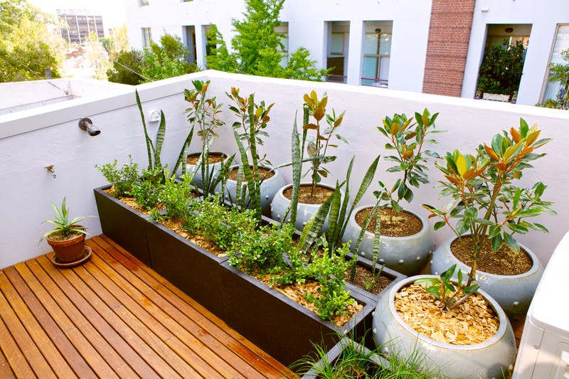 St. Louis is tops for Urban Gardening in the county according to LawnStarter