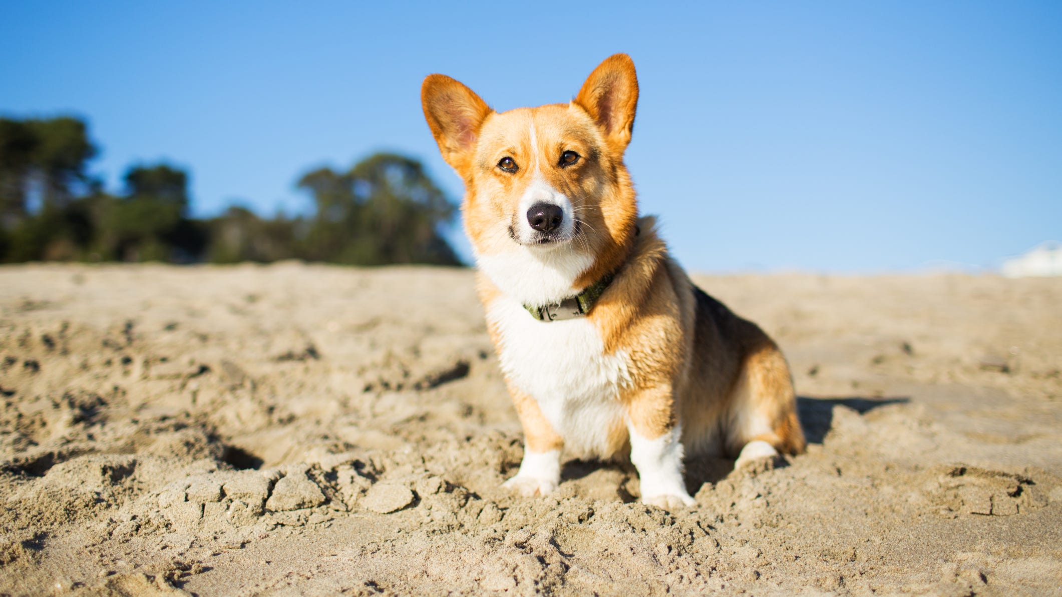 NorCal Corgi Con announces its return to Ocean Beach this fall