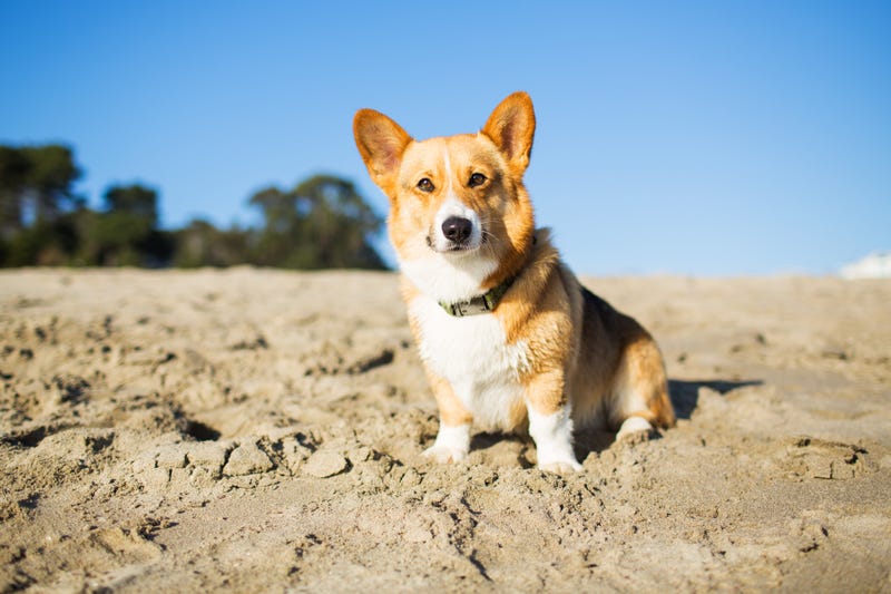 Corgi on a beach