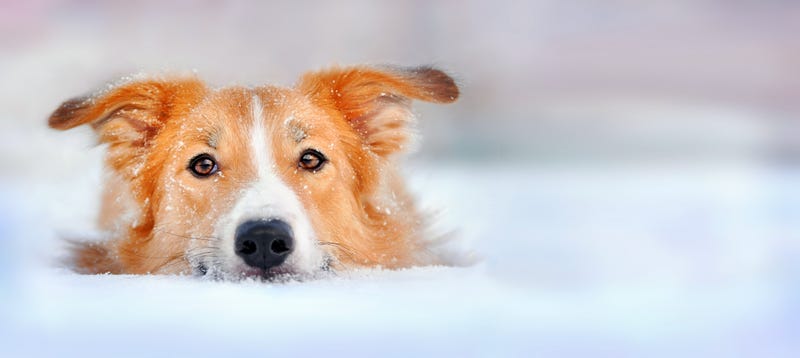 Dog rescue