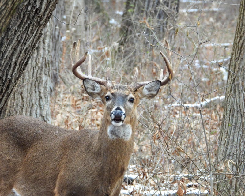 Deer