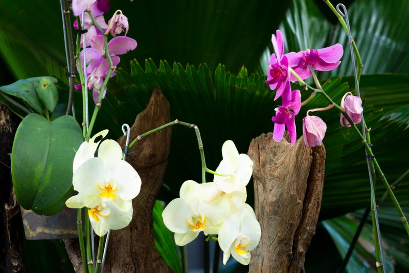 Rare flower