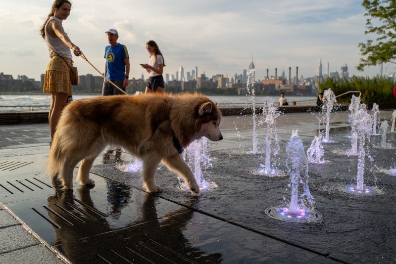 A dog cools off at a fountain in Williamsburg on Sept. 6, 2023