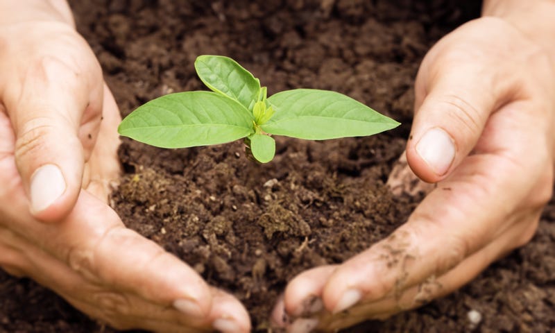 Background Hand holding a sapling of a tree 3d illustration