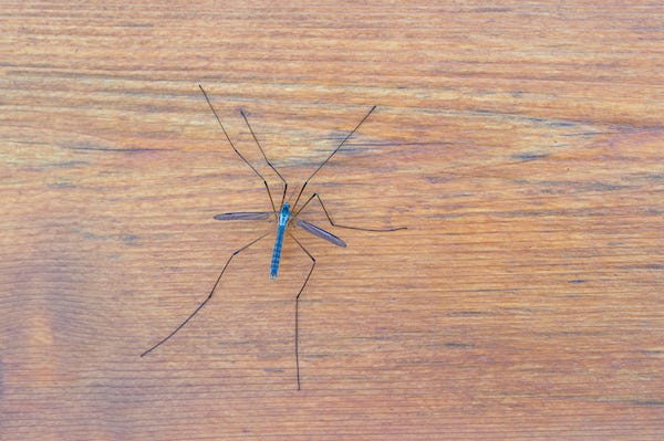 Blue Mosquito Hawk on a wooden wall 
