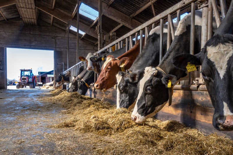 Dairy cows